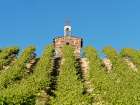 Red Willow Vineyards with stone chapel (PR) Art Print